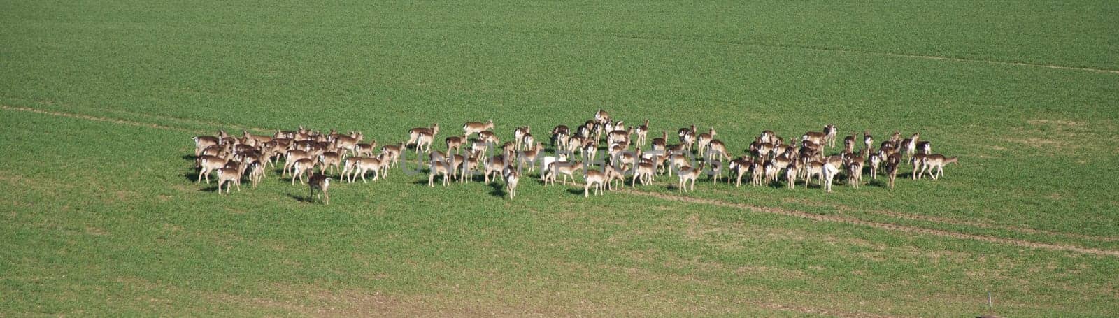 Rehe in der Herde