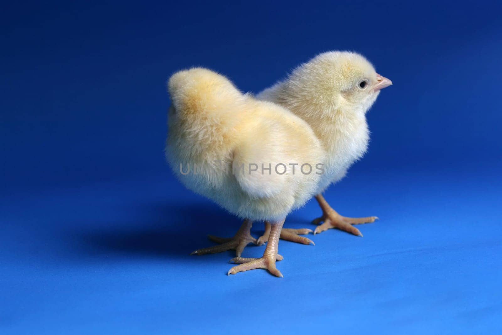 chicken baby