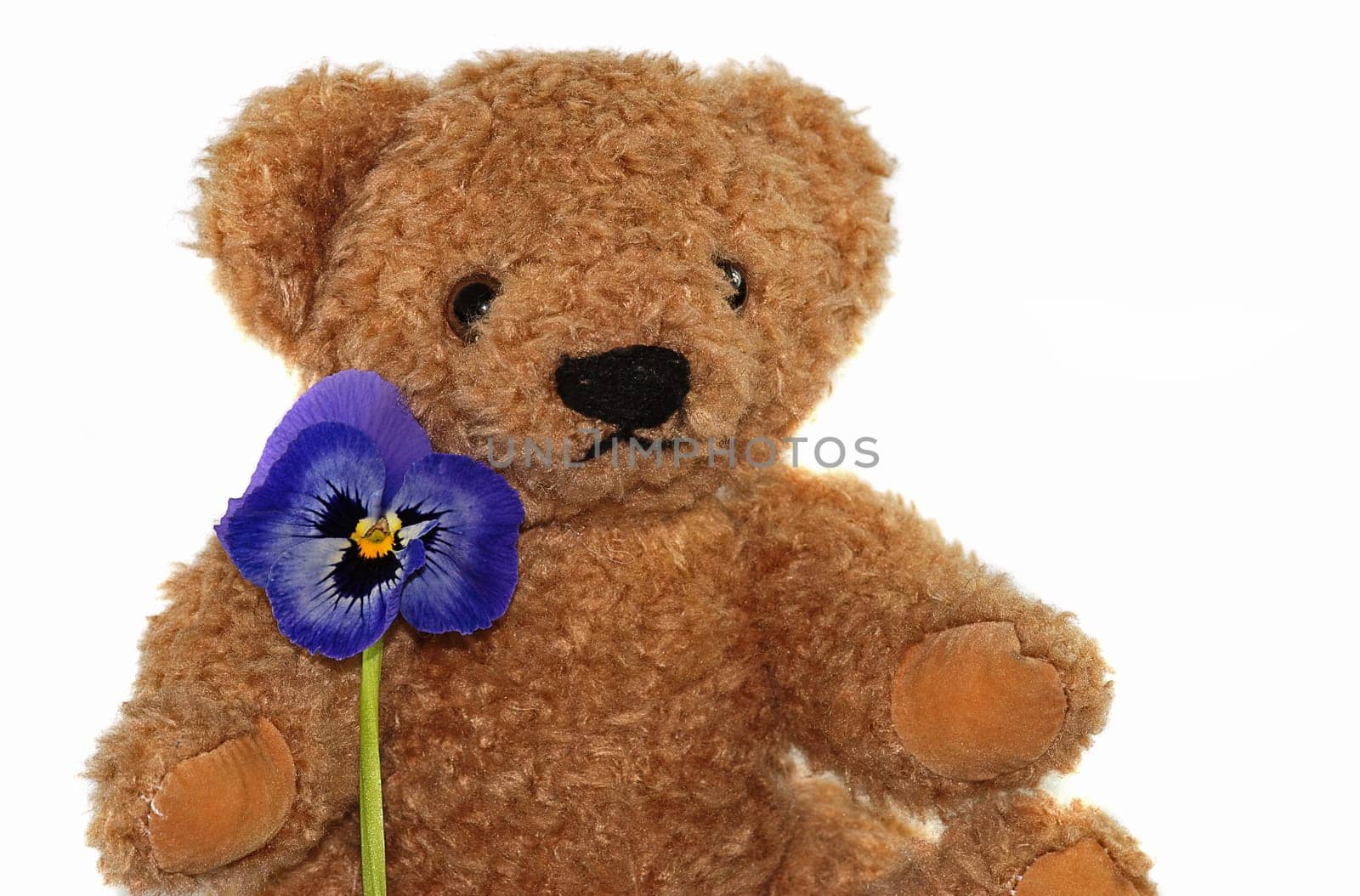 Teddy bear