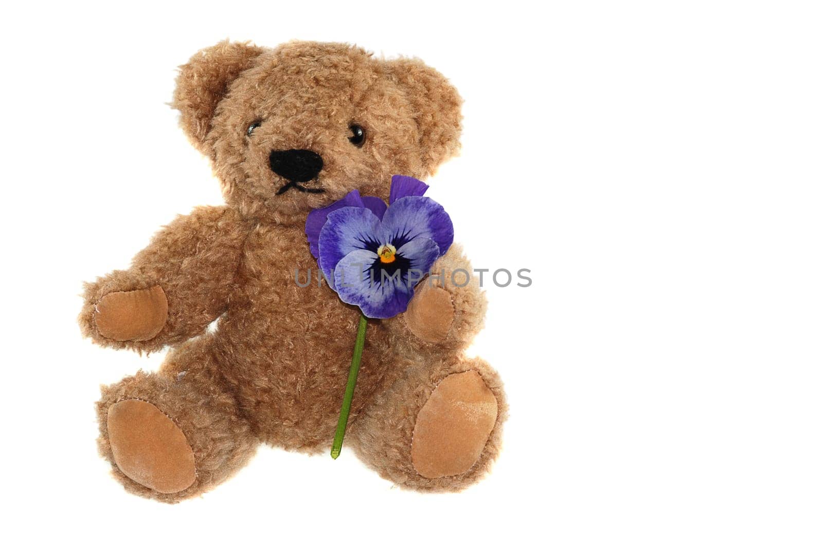 Teddy bear