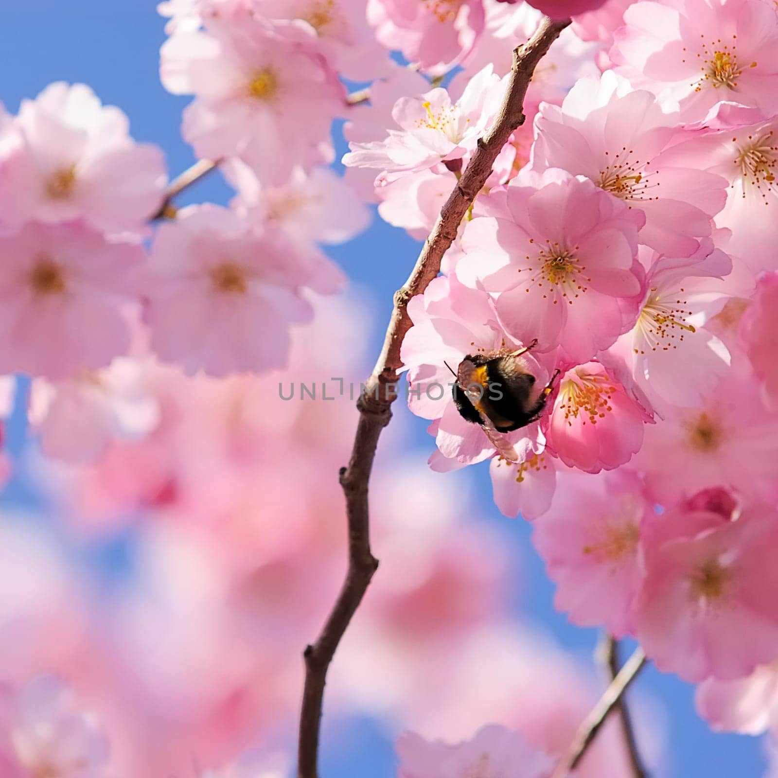 Cherry Blossom 1