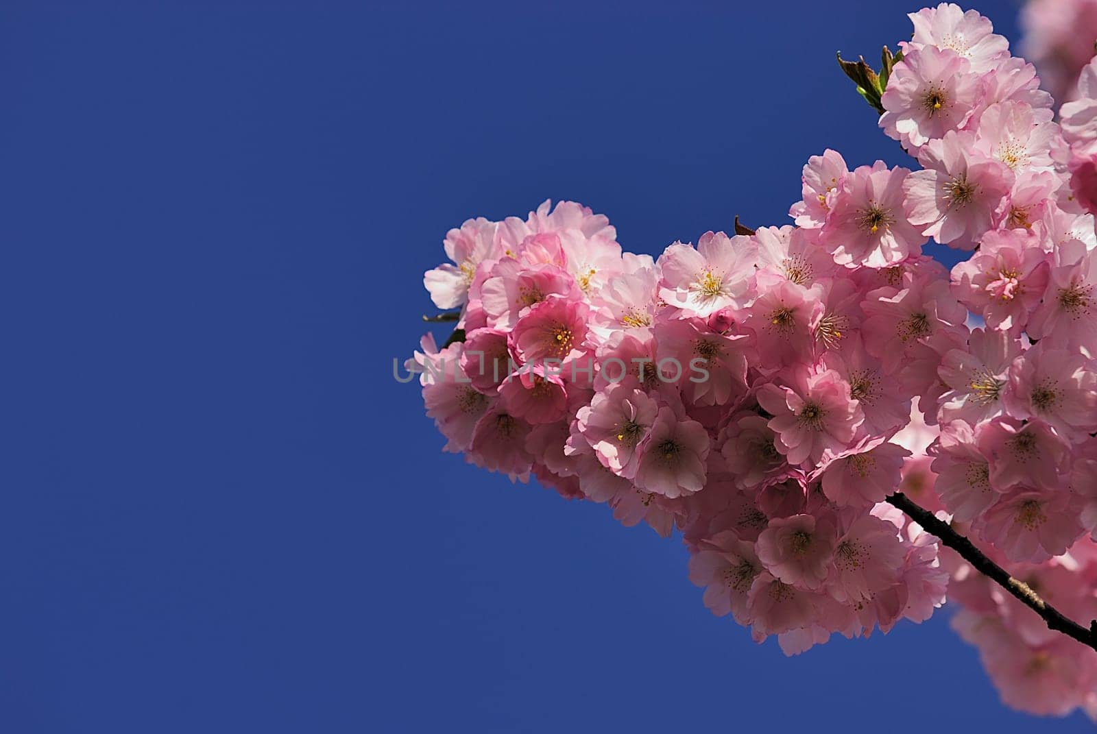 Flower Branch 1
