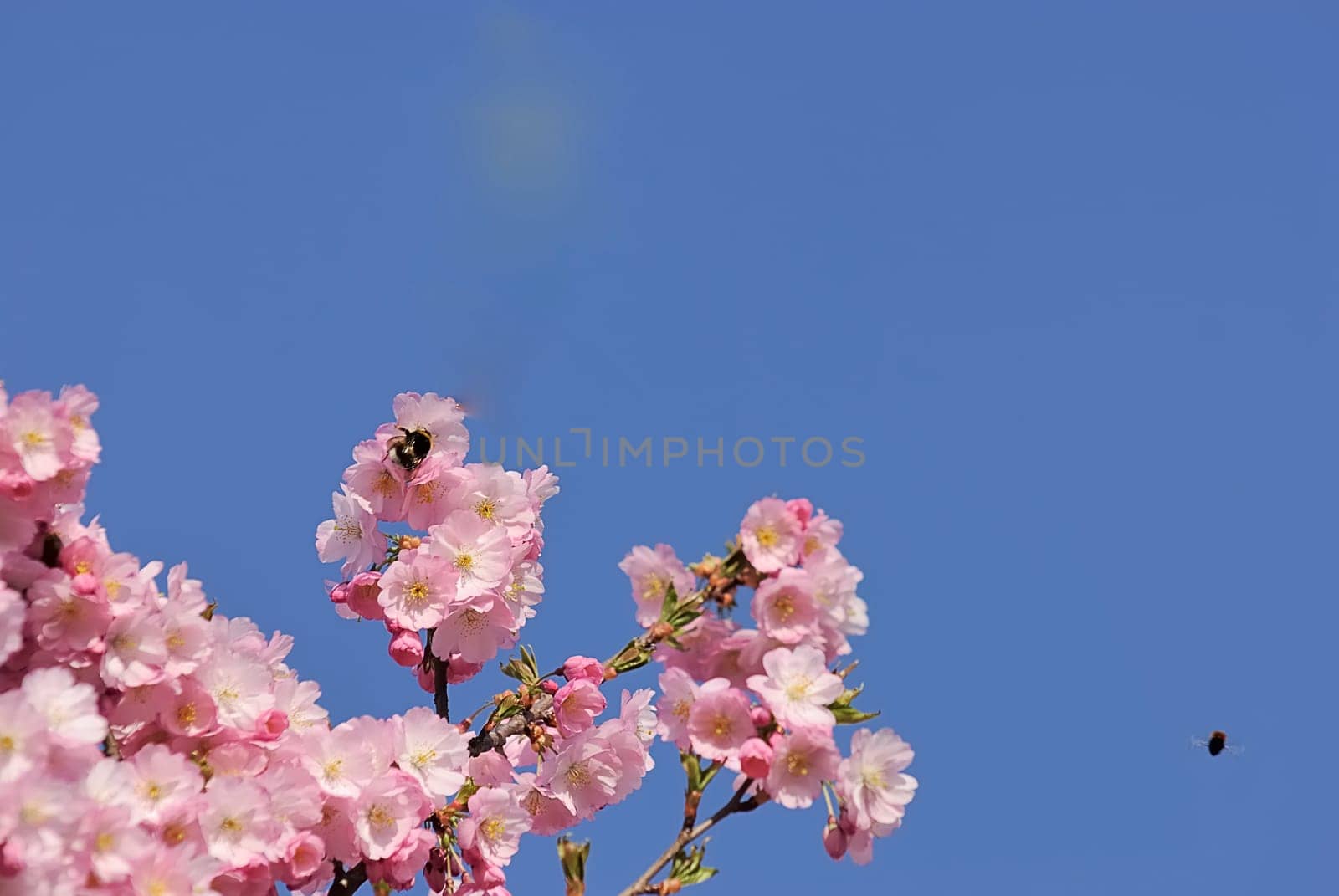 Flower branch 12