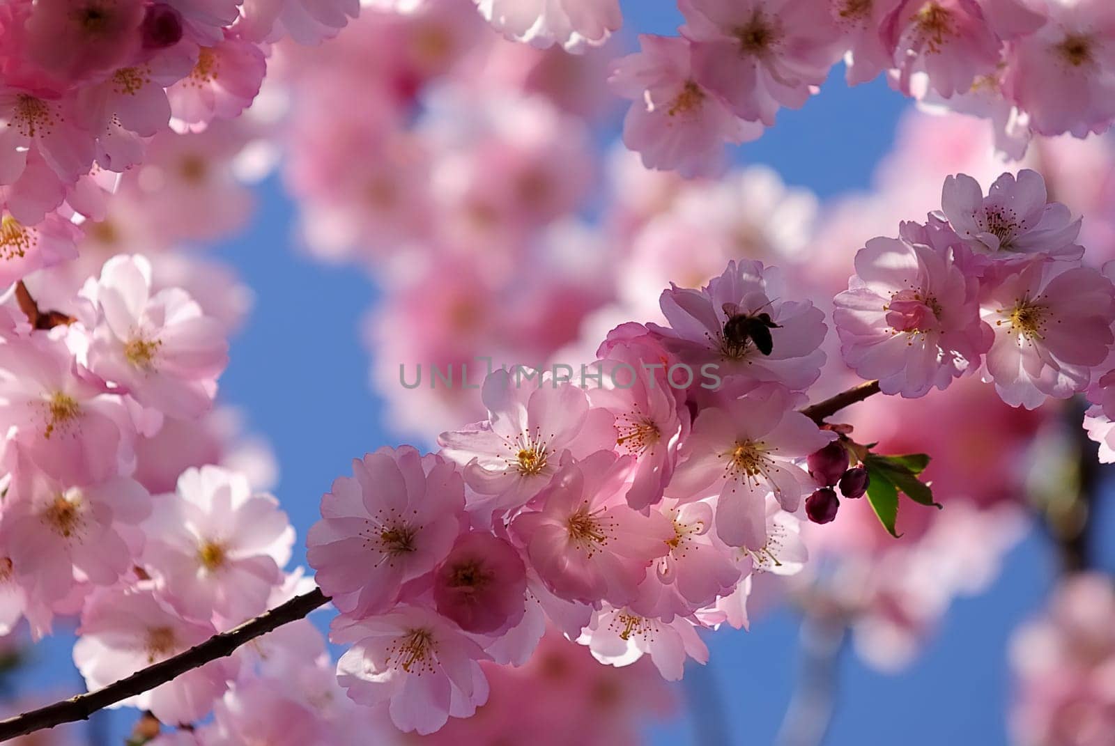 Japanese Wild Cherry 15