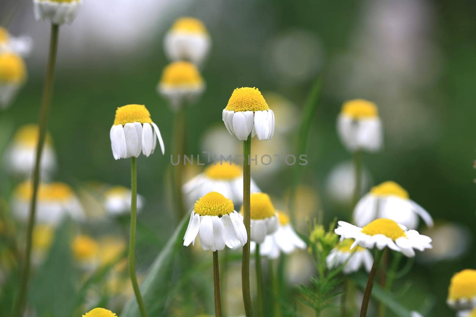 daisy garden