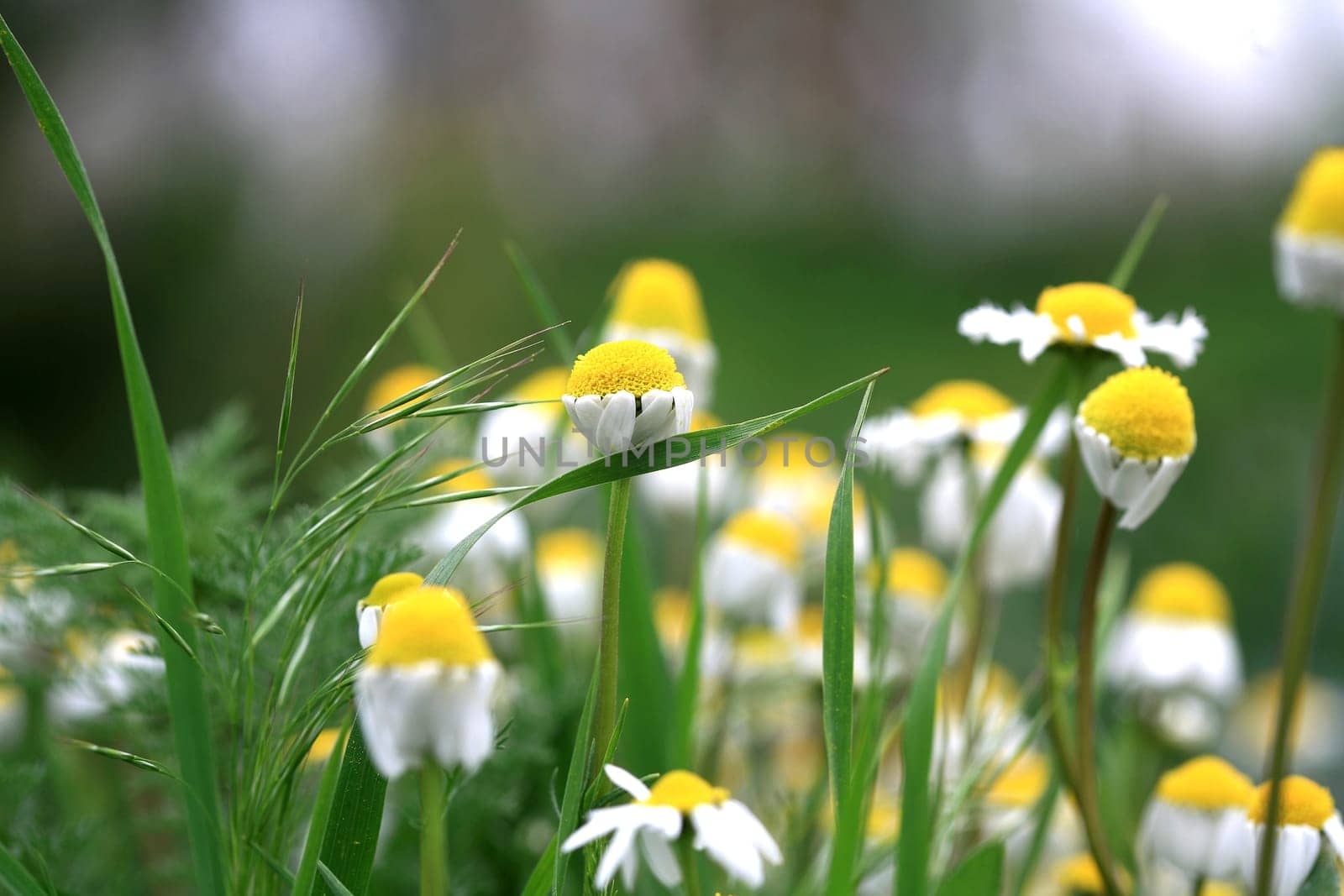 daisy garden