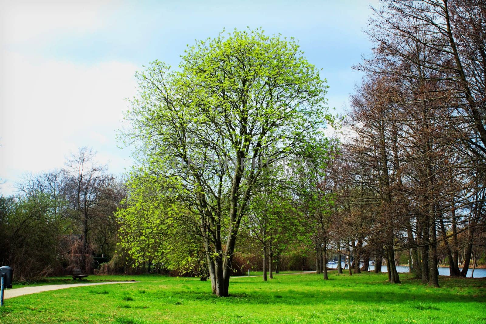 tree without christmas