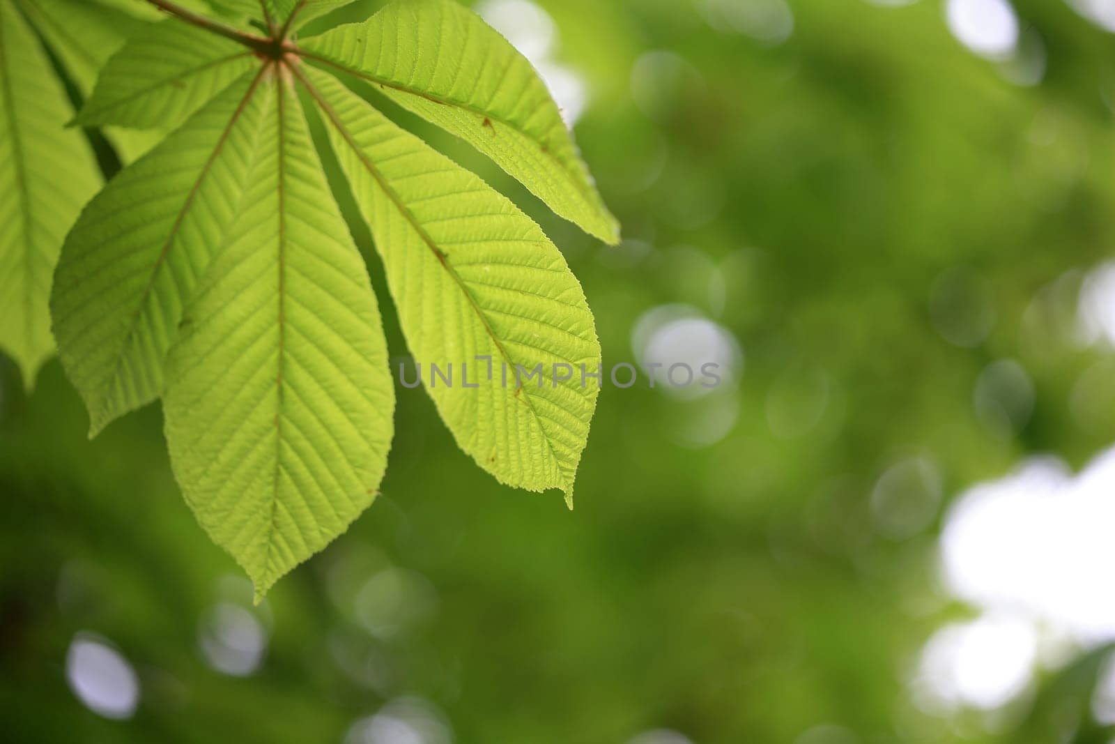 leaf background