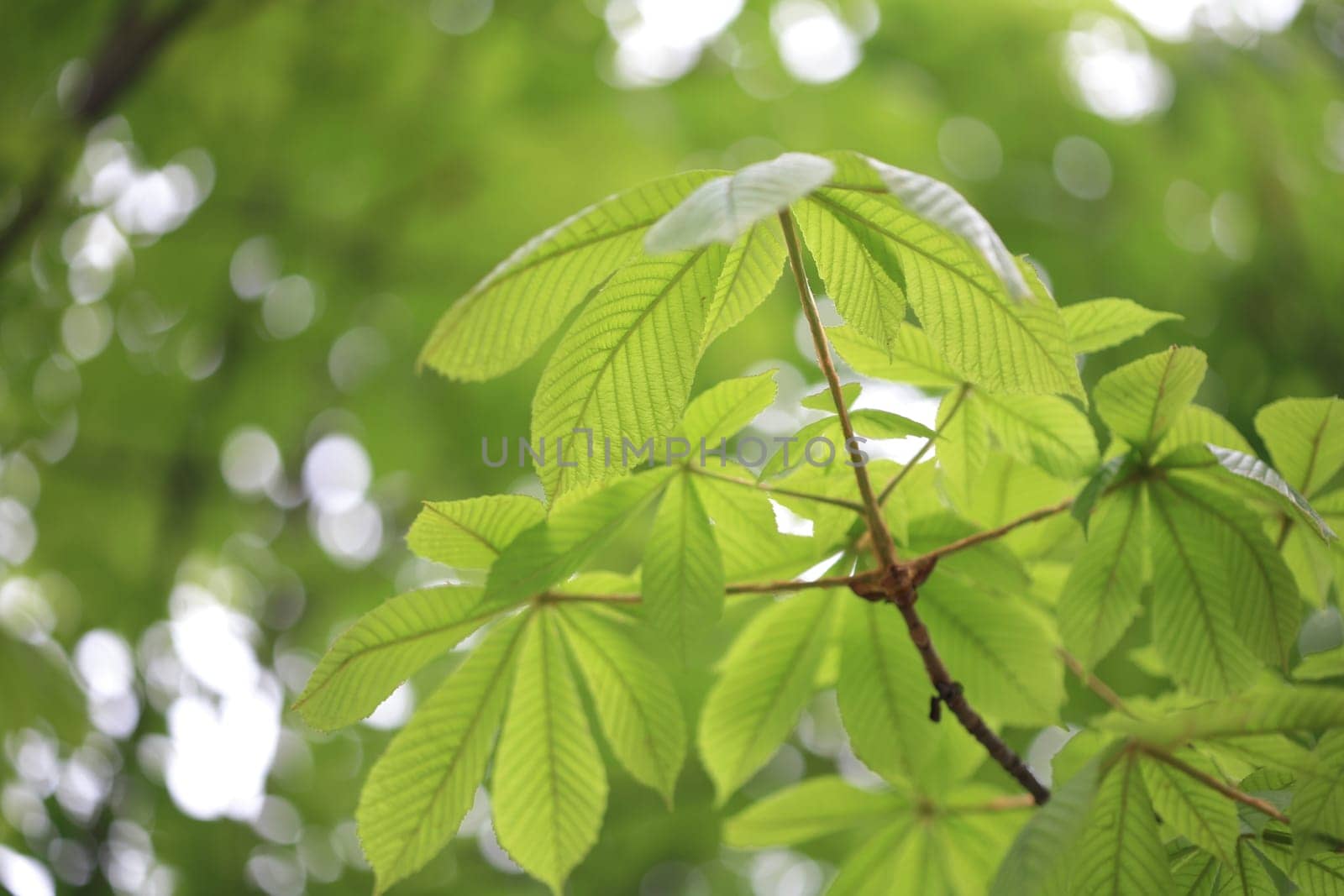 leaf background