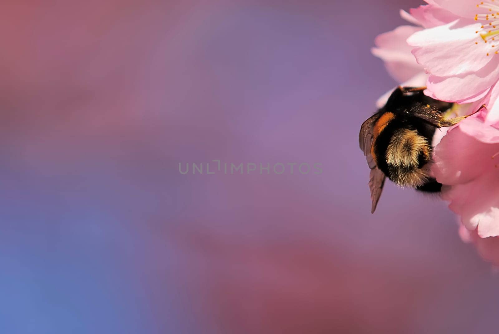 Bumblebees in the butt