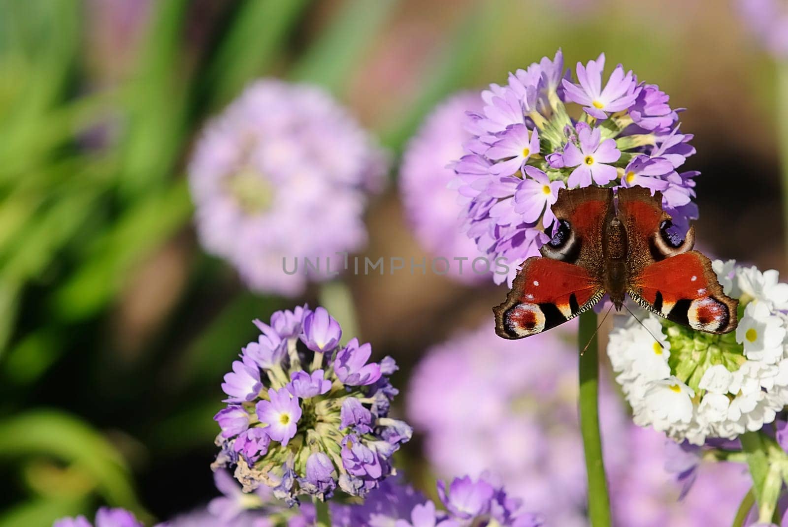 Spring Butterfly 5