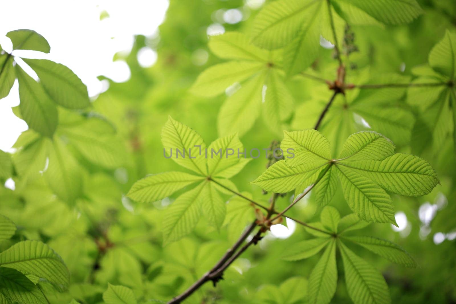 leaf background