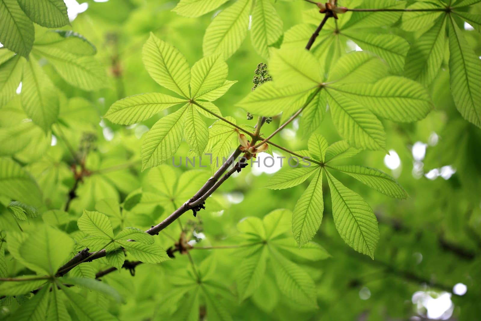 leaf background