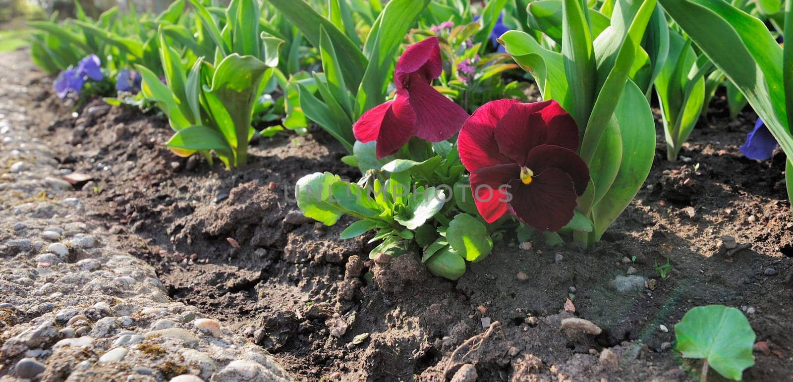 Horned Violet Pile