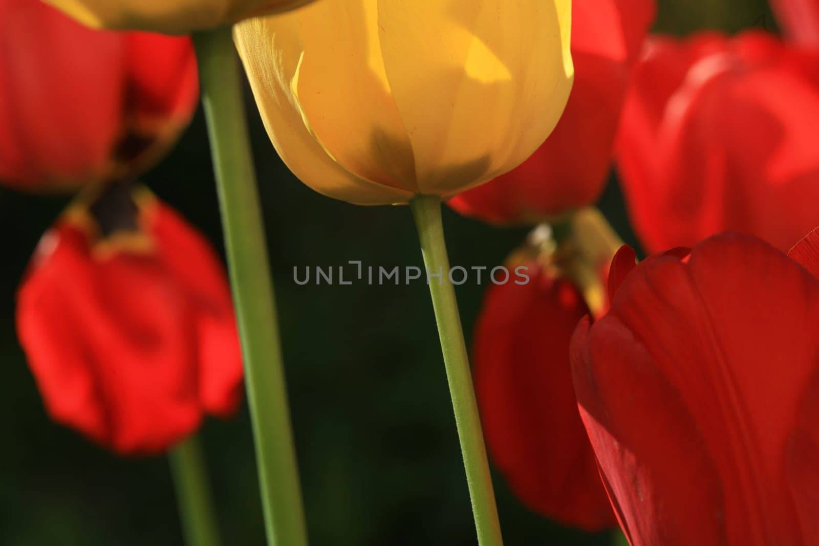 tulips background