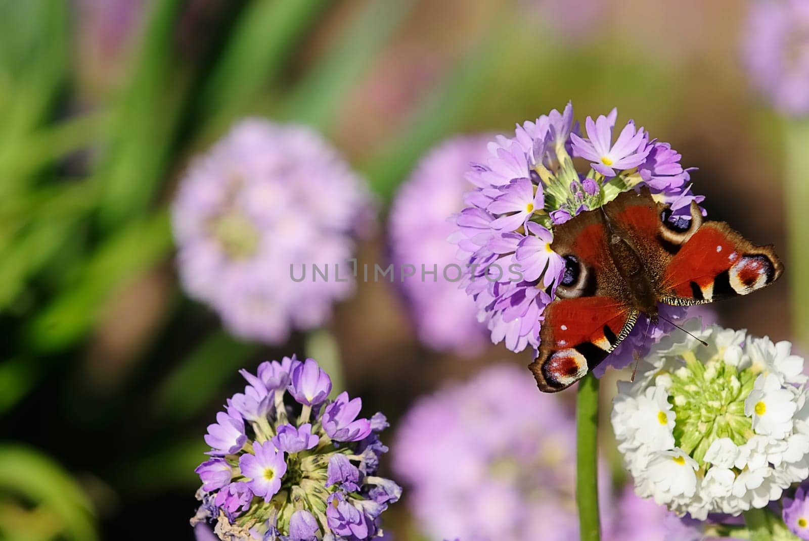 Spring Butterfly 2