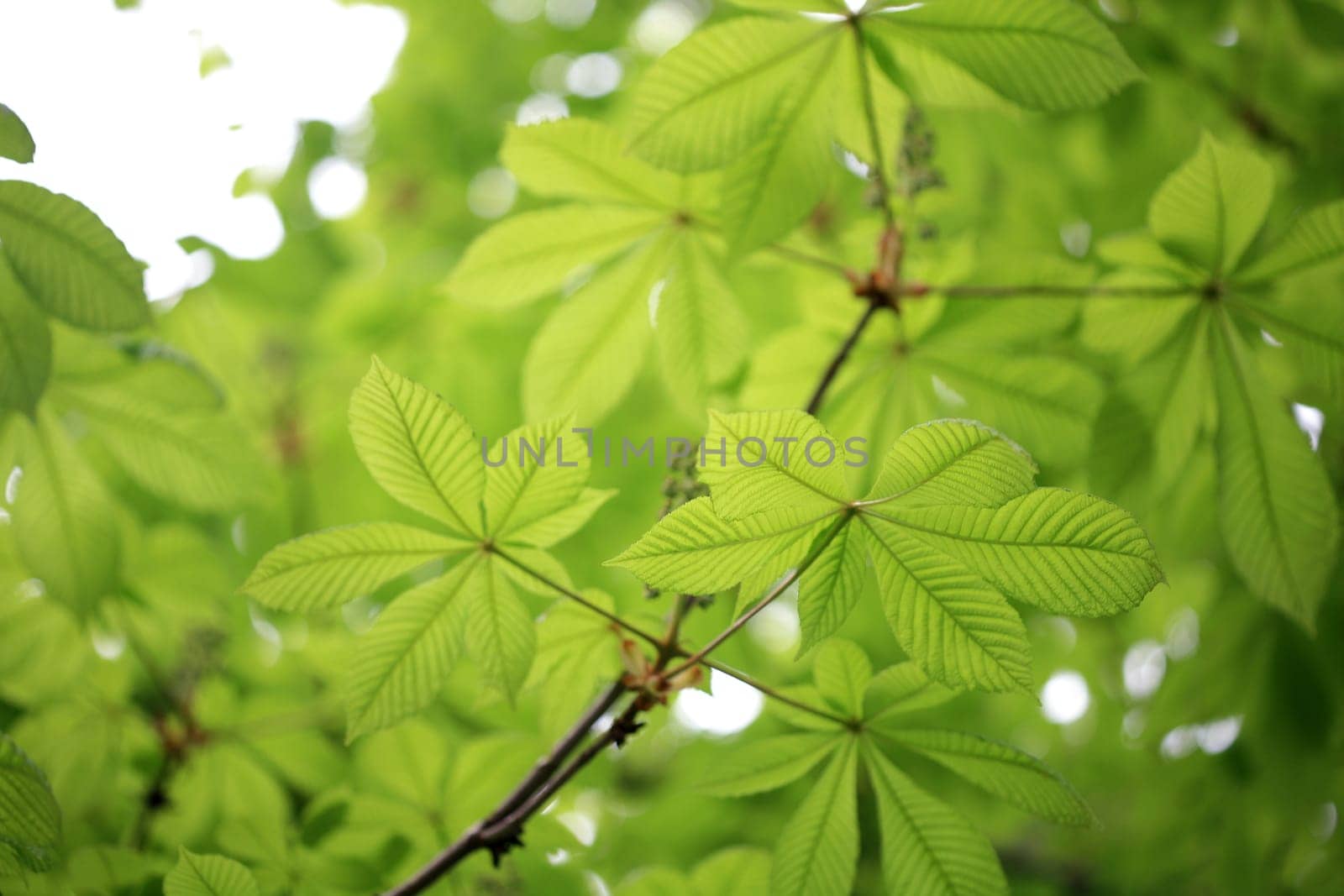 leaf background