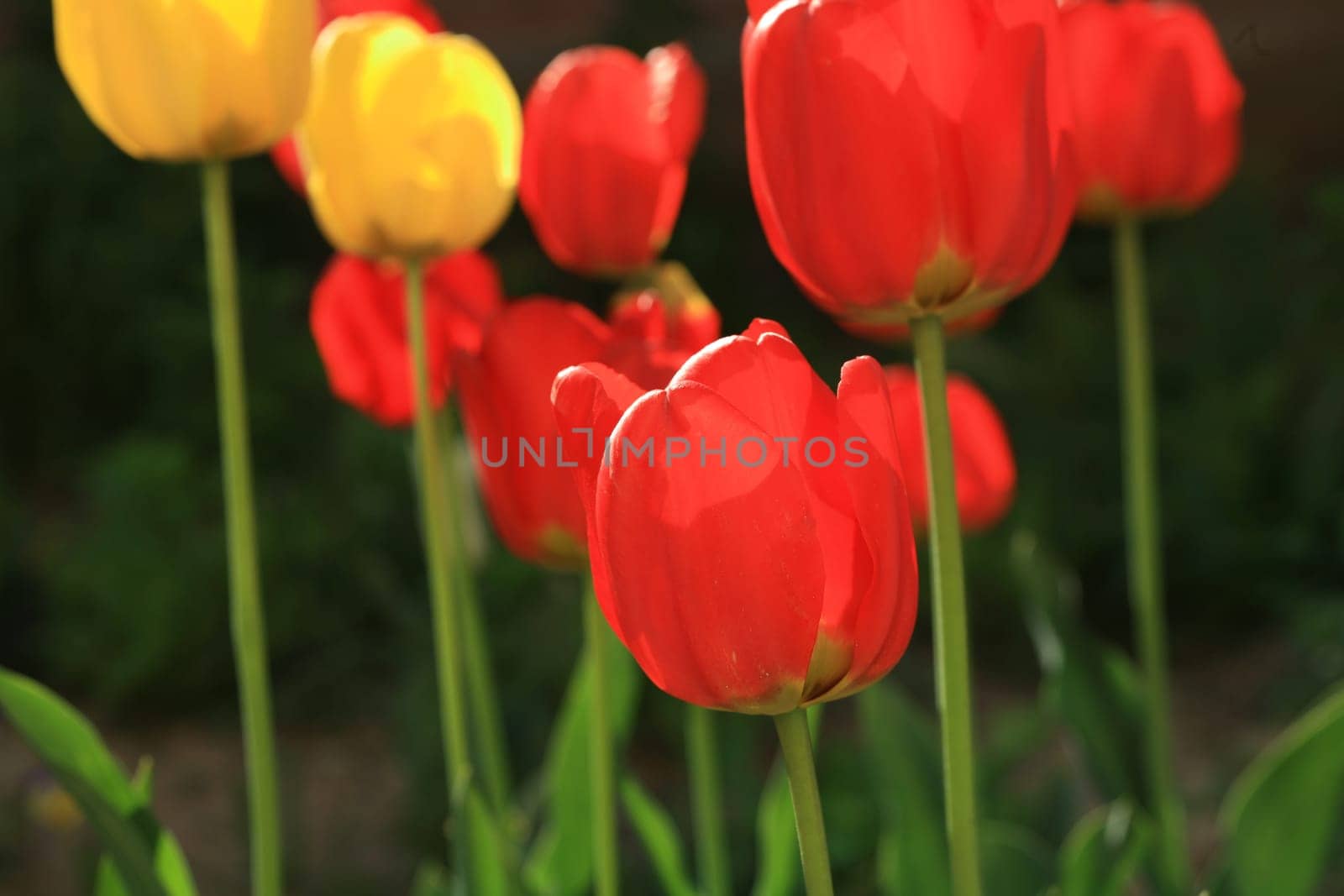 tulips background