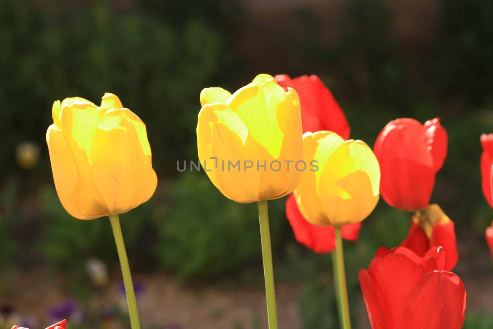 tulips background