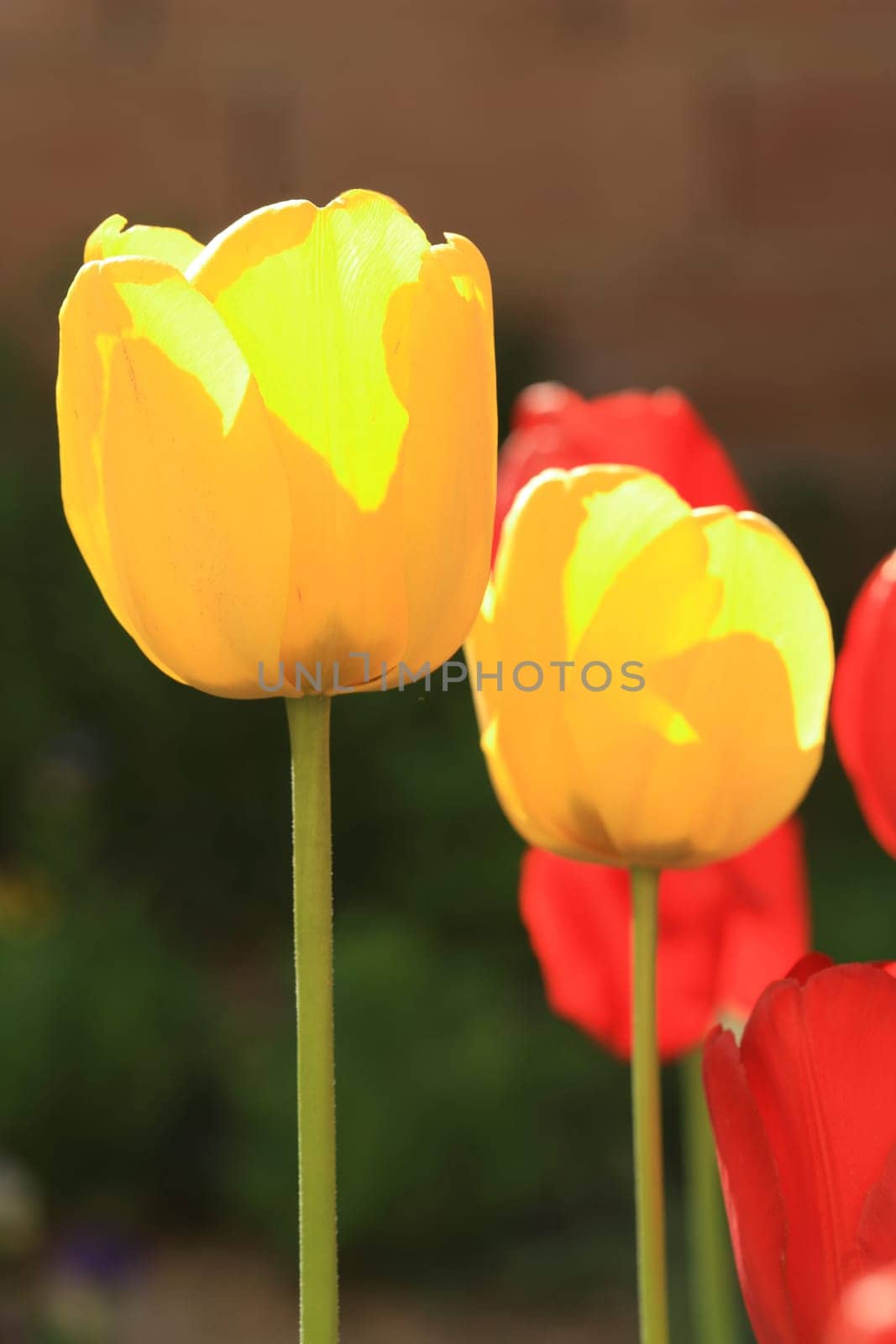 tulips background