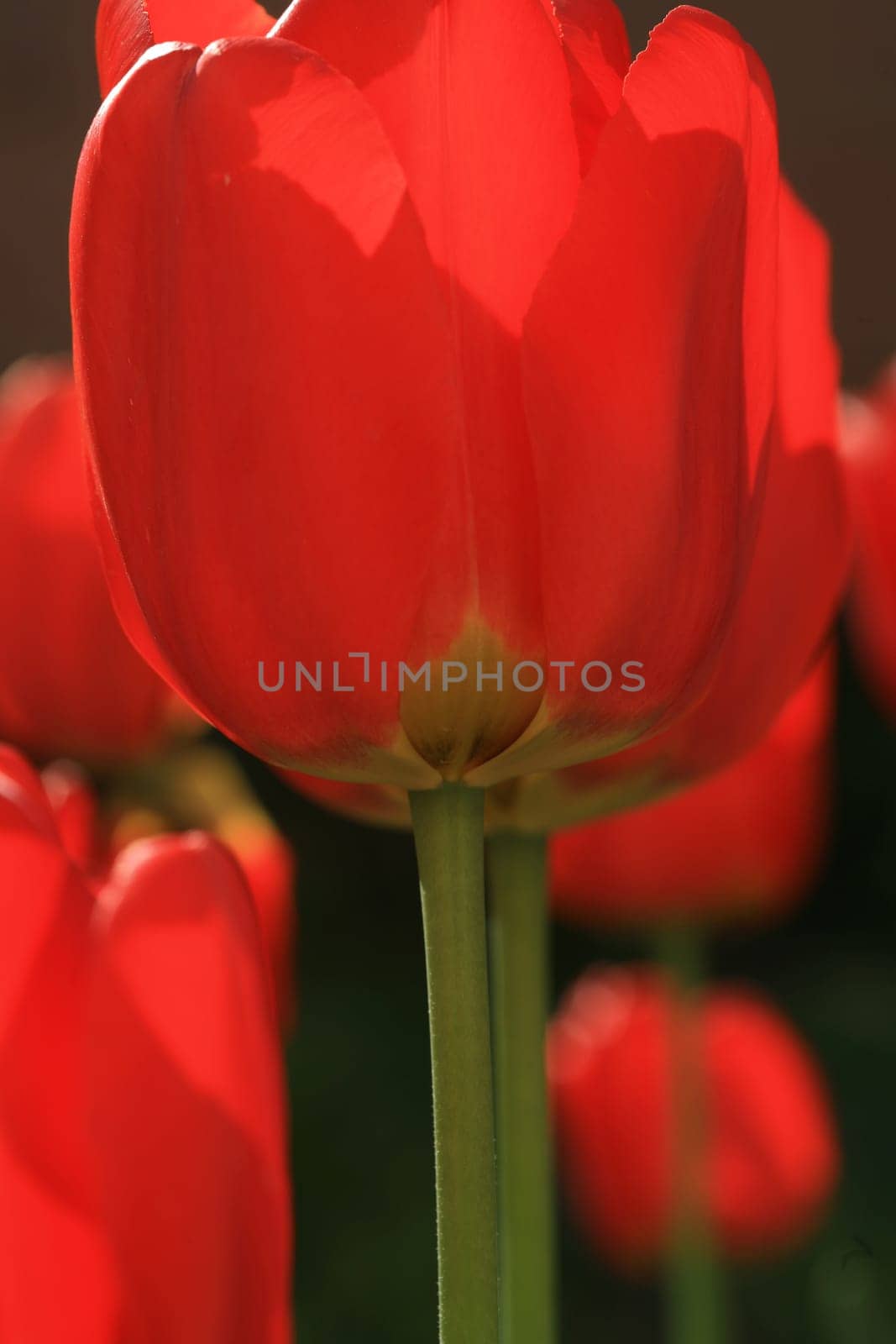 tulips background