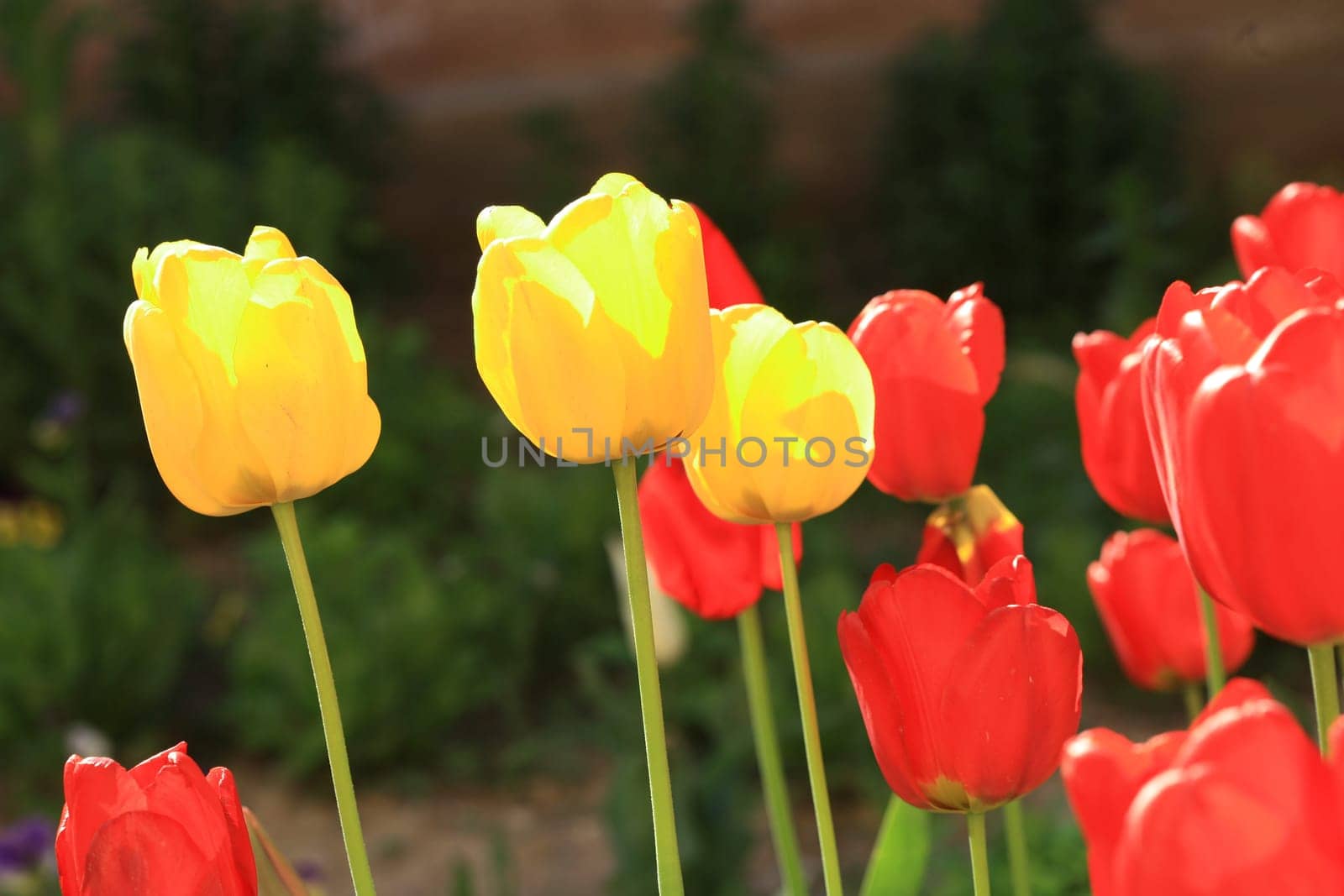 tulips background