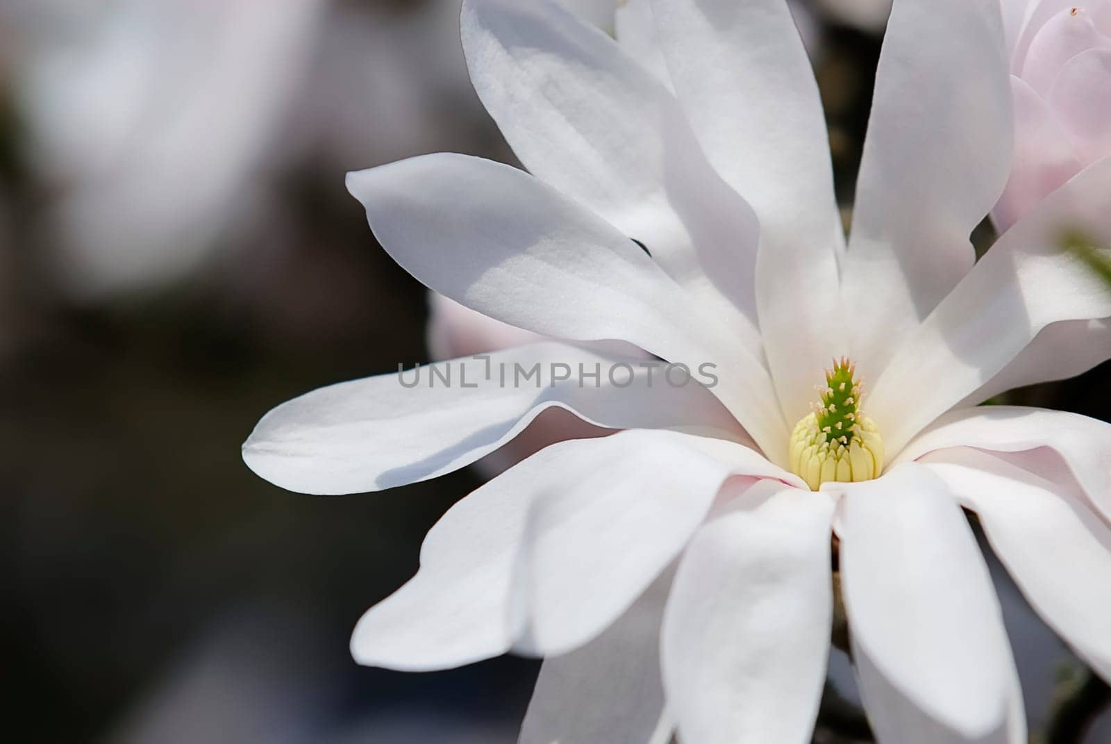 Star Magnolia 9