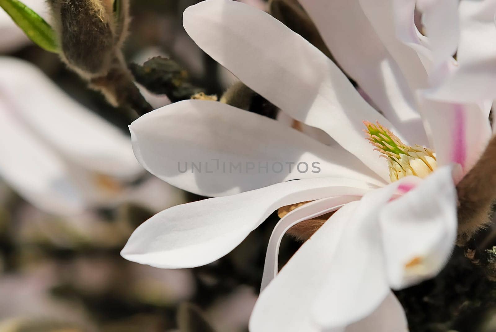 Star Magnolia 22