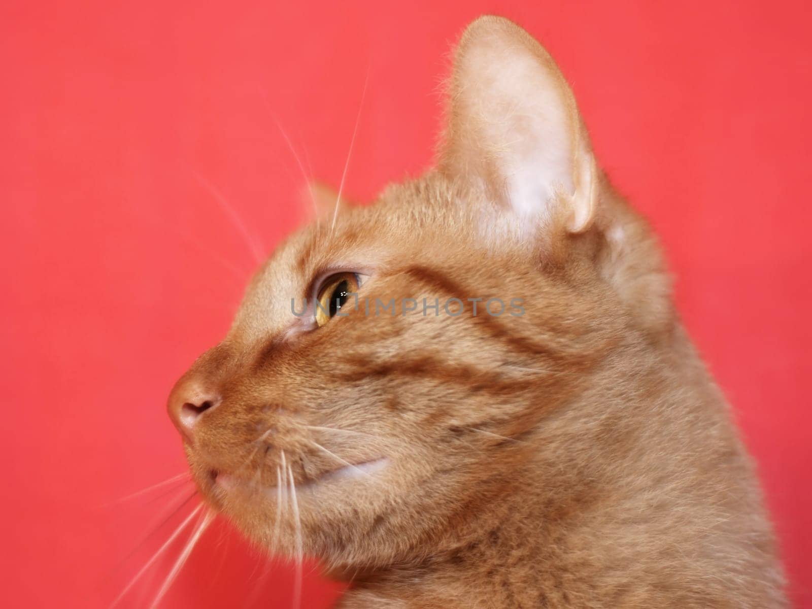 Cat,European Shorthair