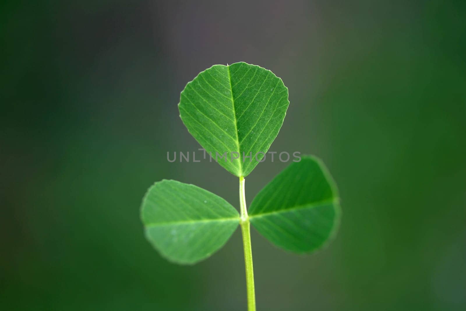 green plant