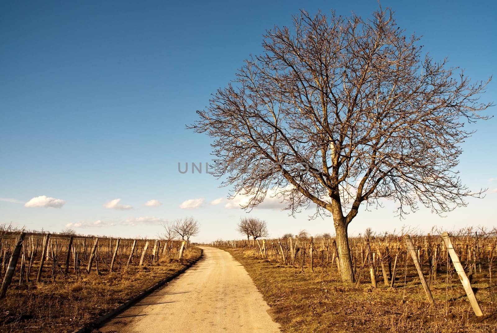 Path through vineyards