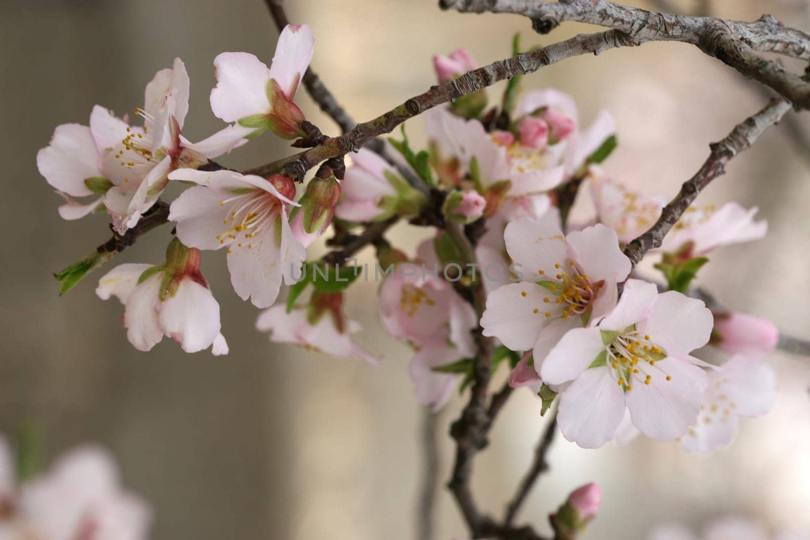 spring