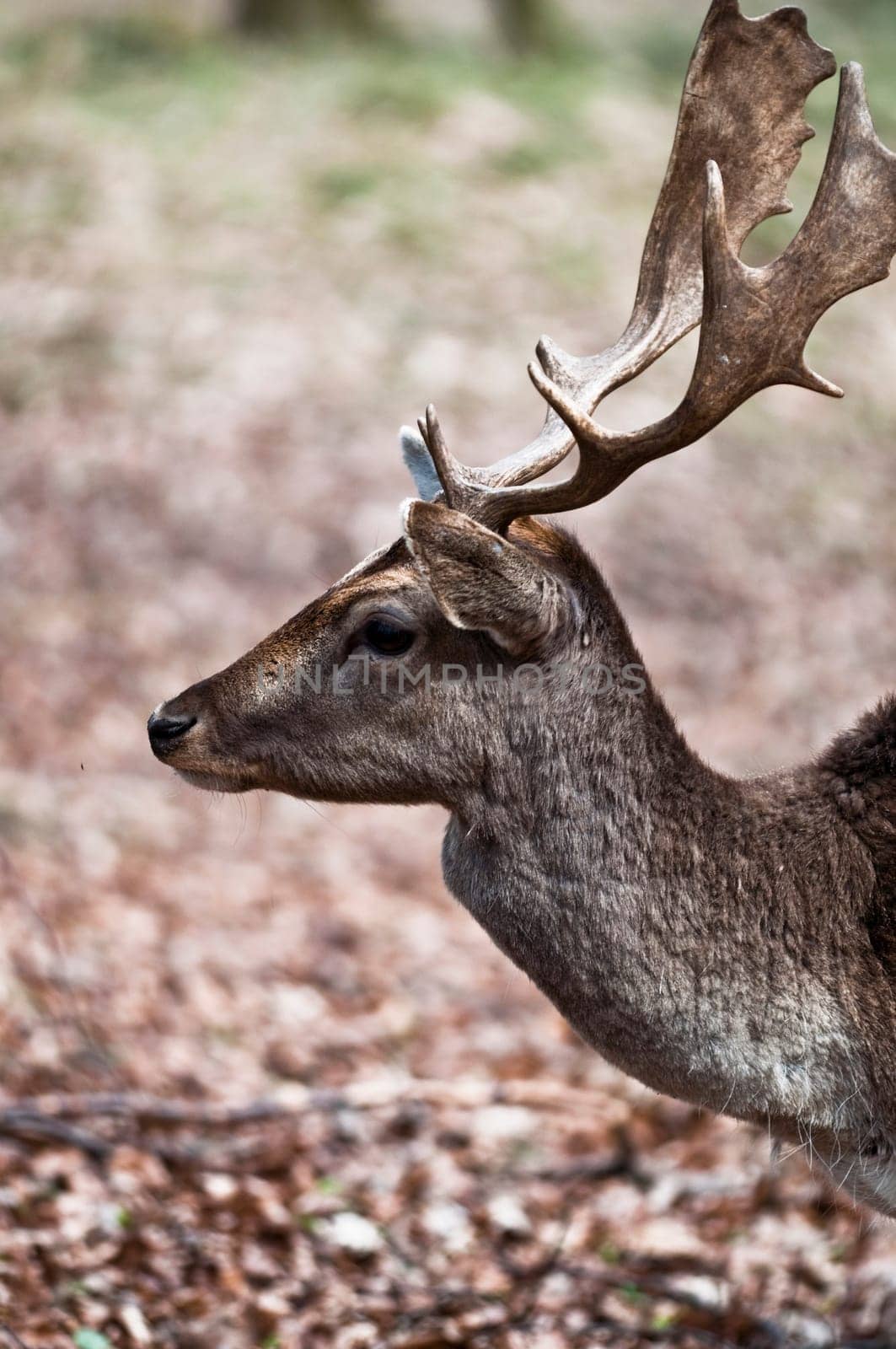 Fallow deer Dama dama
