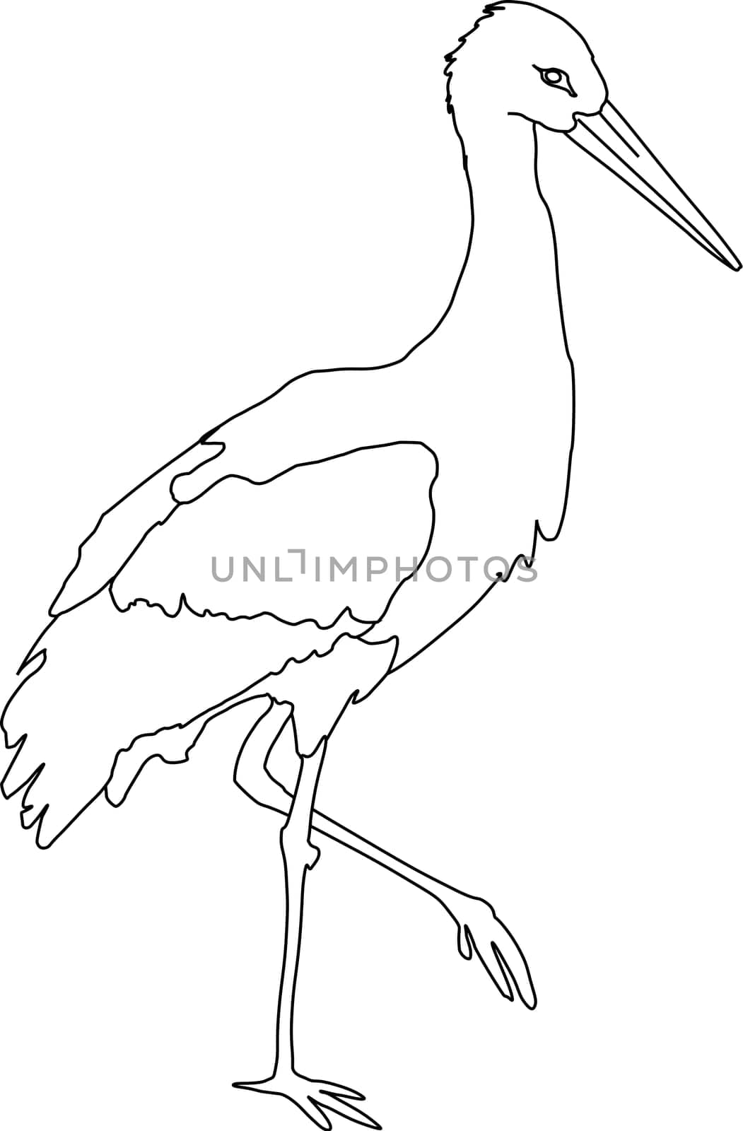 white stork