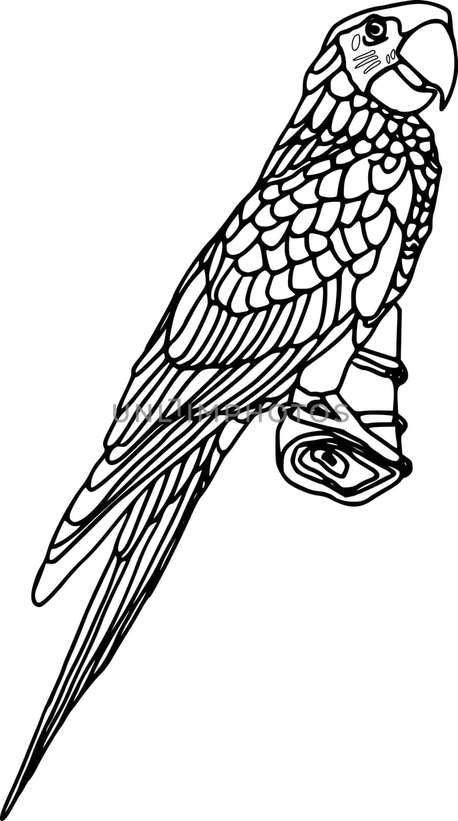 ara