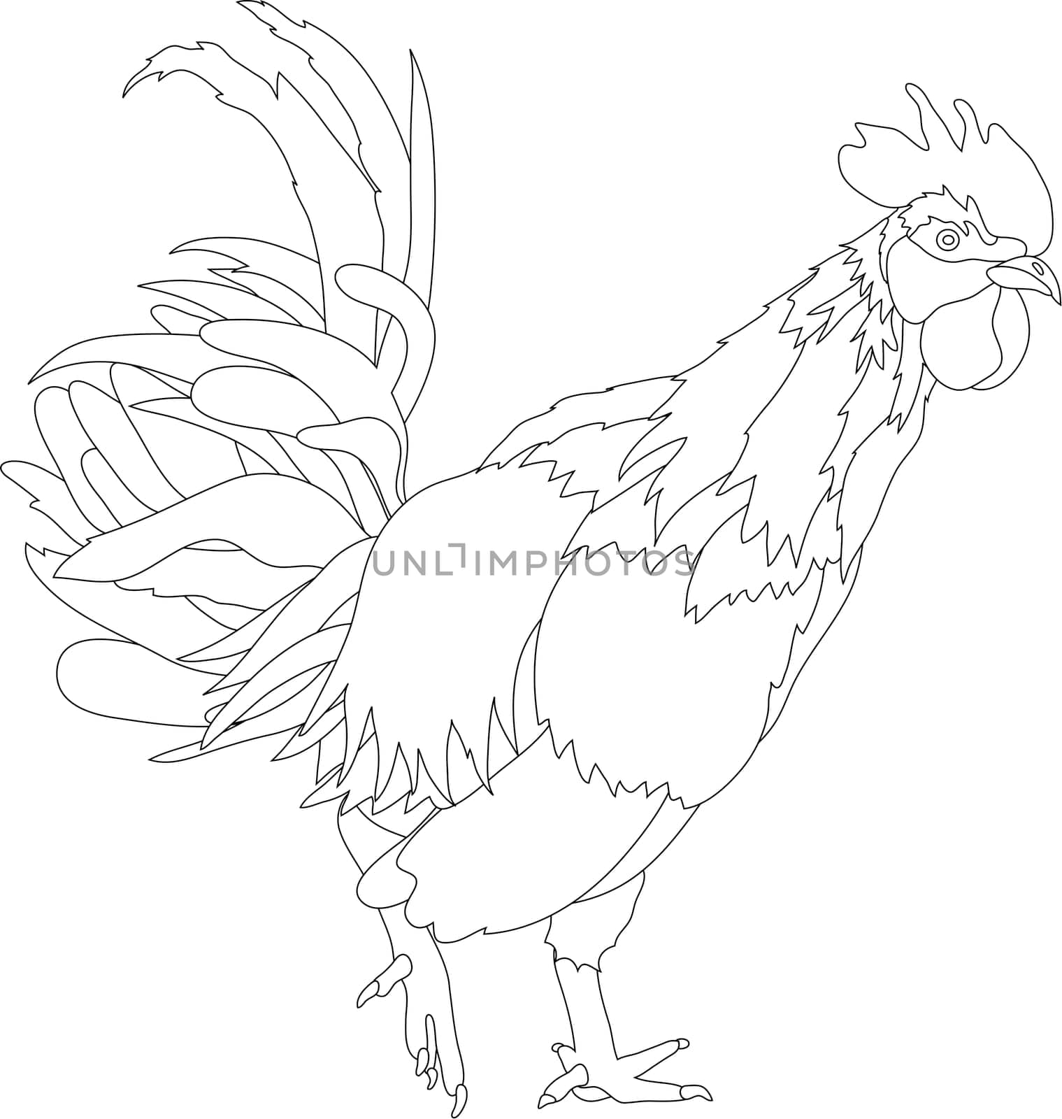 cock
