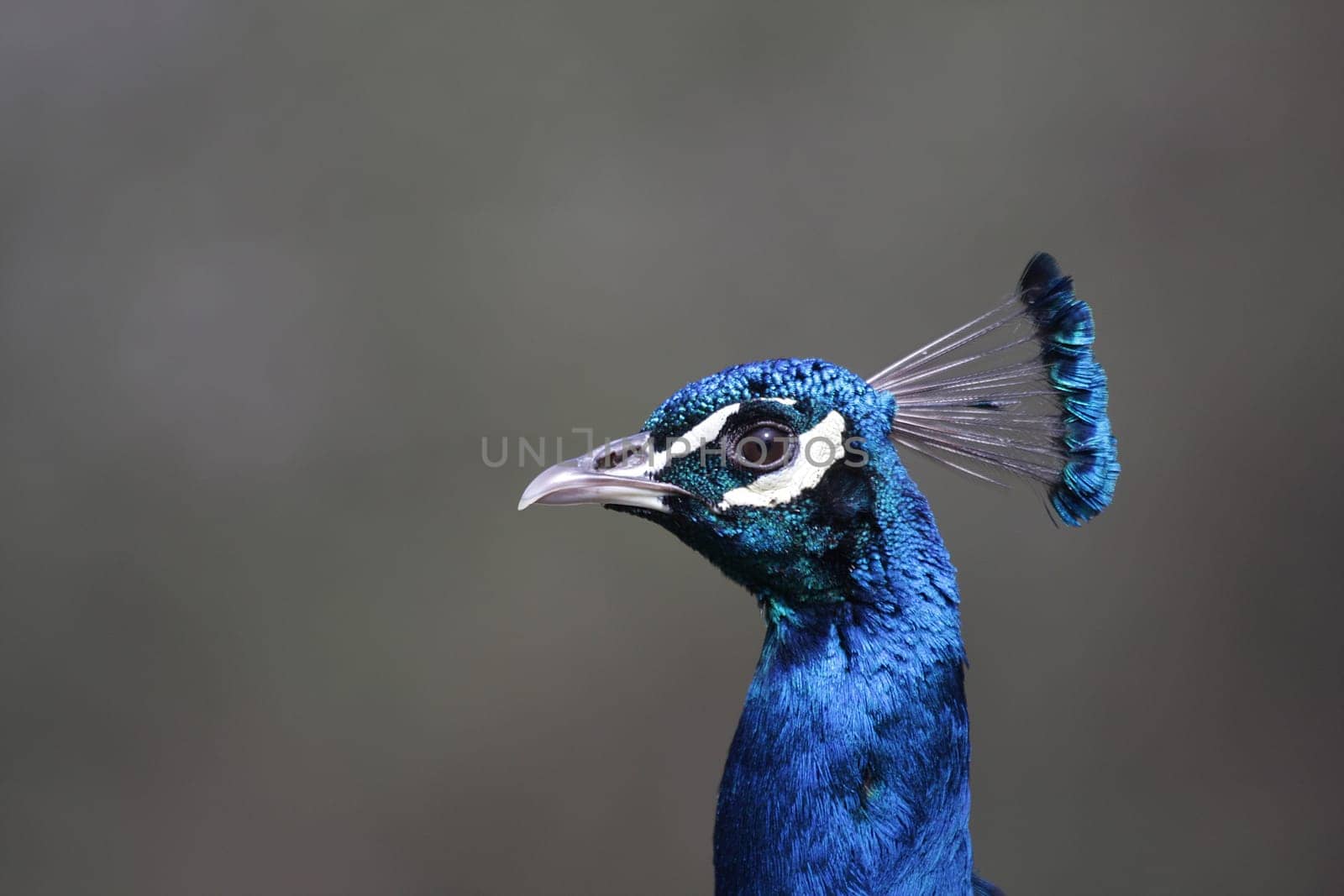 Proud Peacock