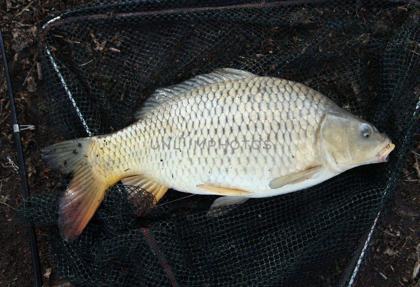 Carp - Cyprinus carpio
