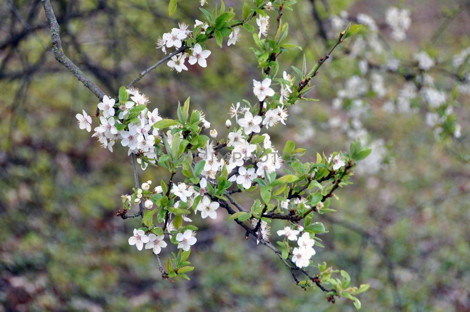 Blackthorn blossom