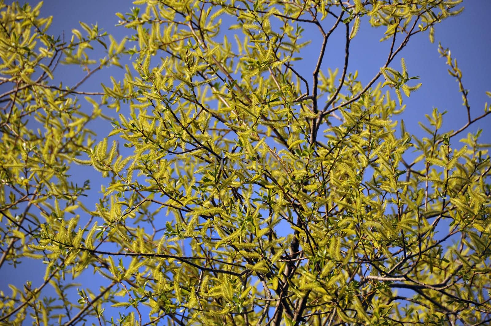 Willow blossom