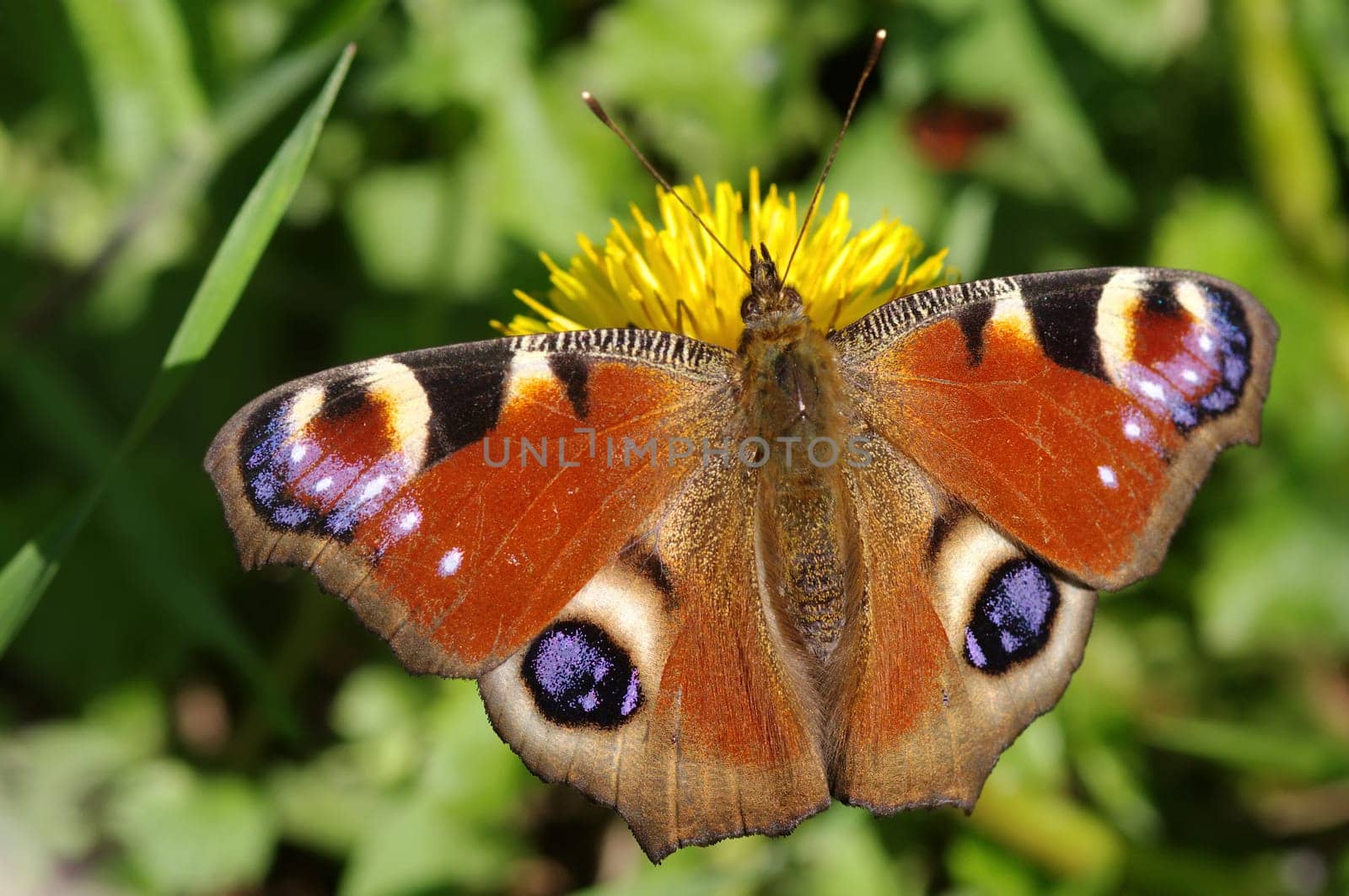 Peacock Eye,Butterfly,inachis io