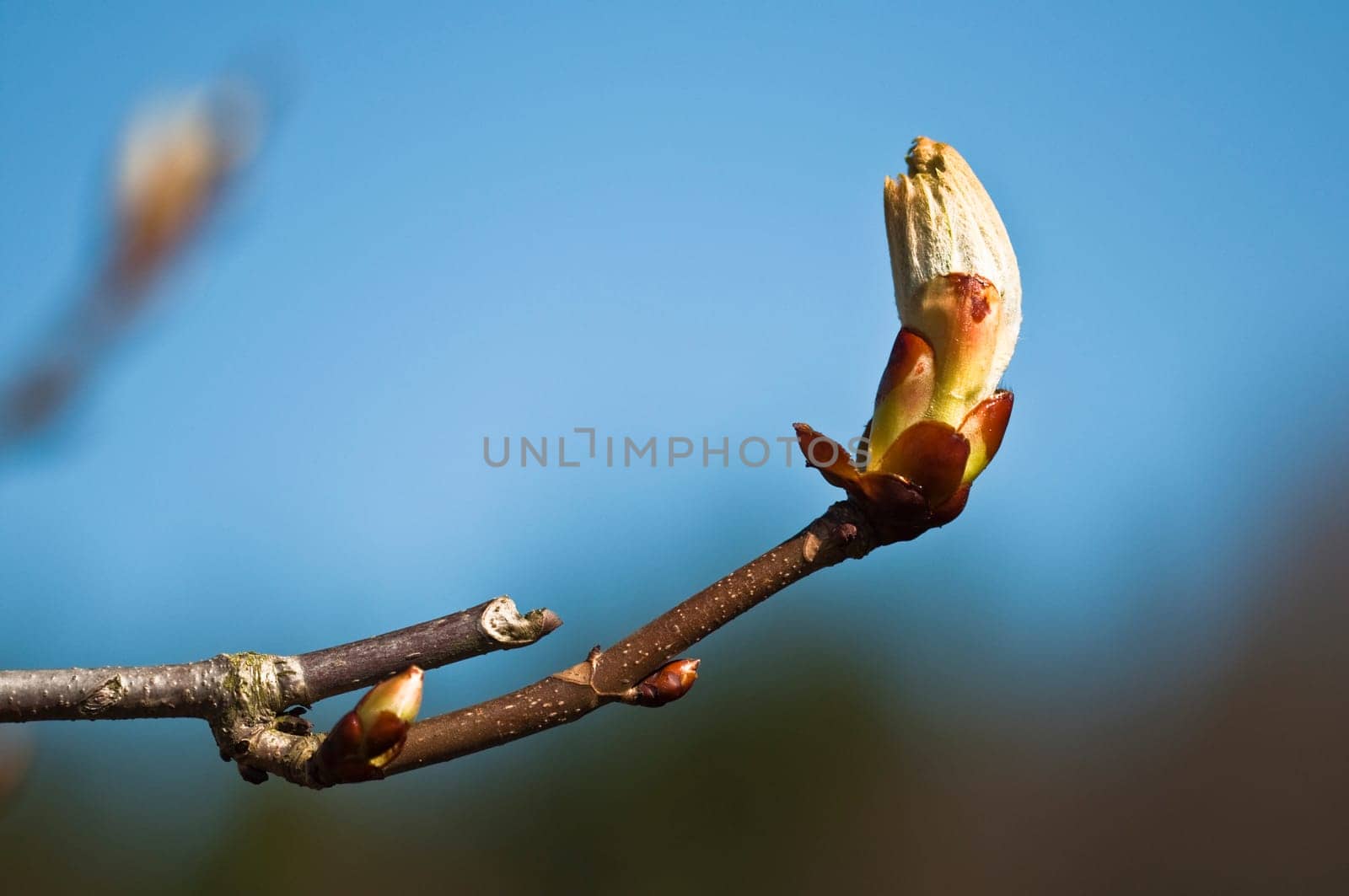 Horse chestnut - Aesculus hippocastanum