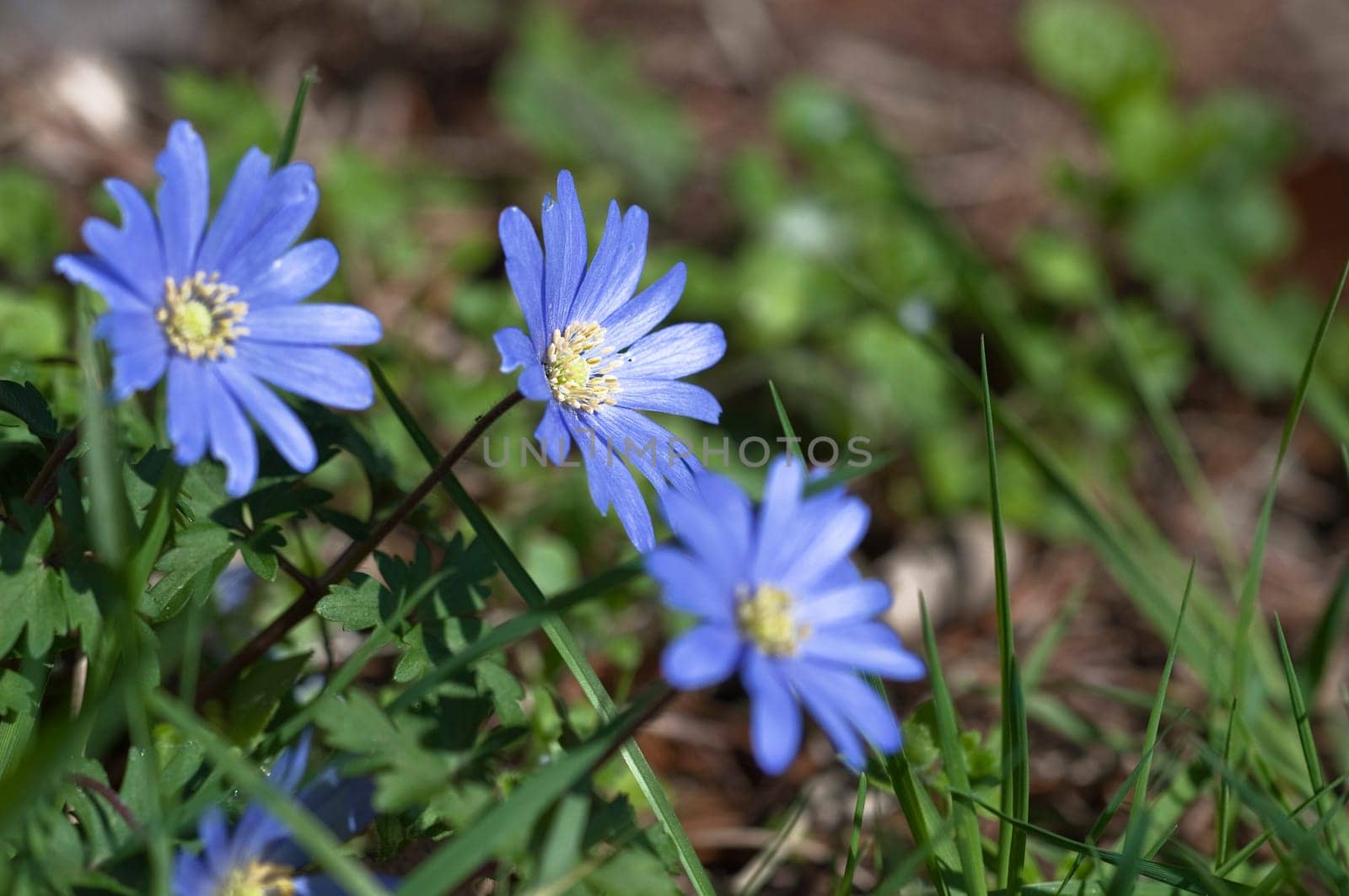 Blue Anemone - Anemone