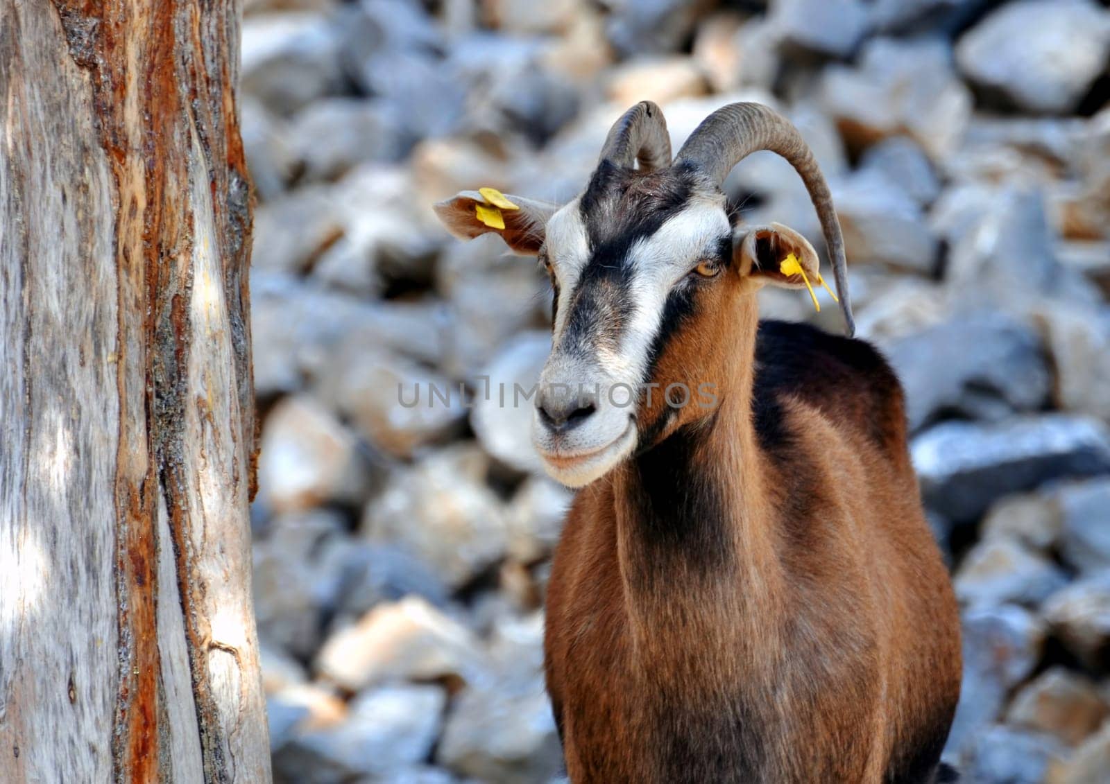 Goat in the mountains of Crete, Greece.