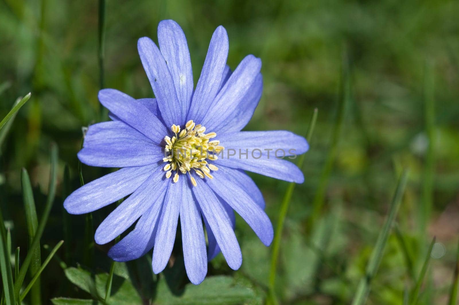 blue wood anemone - anemone