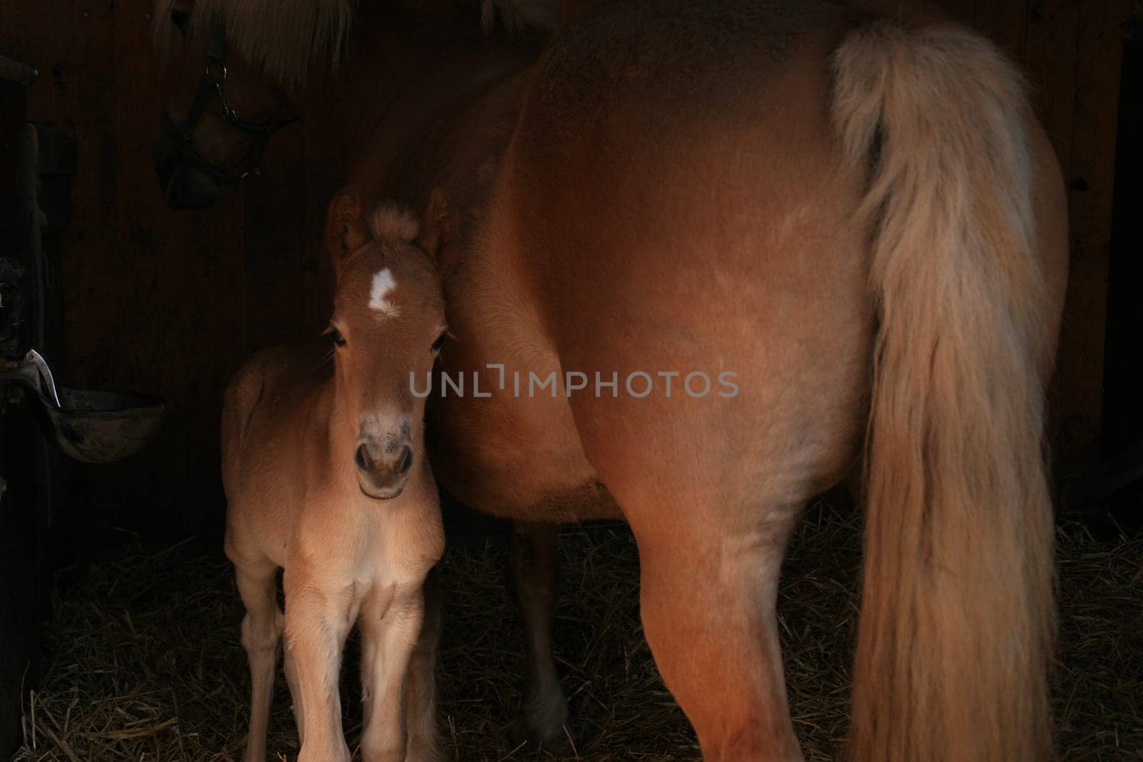 Young Haflinger foal