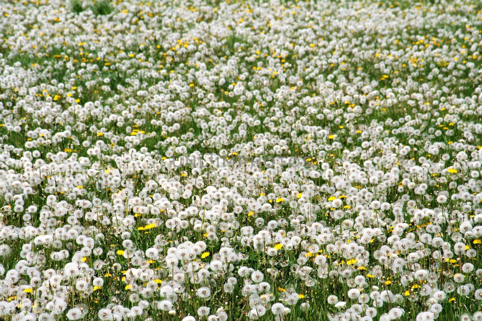 Dandelion Field -1-