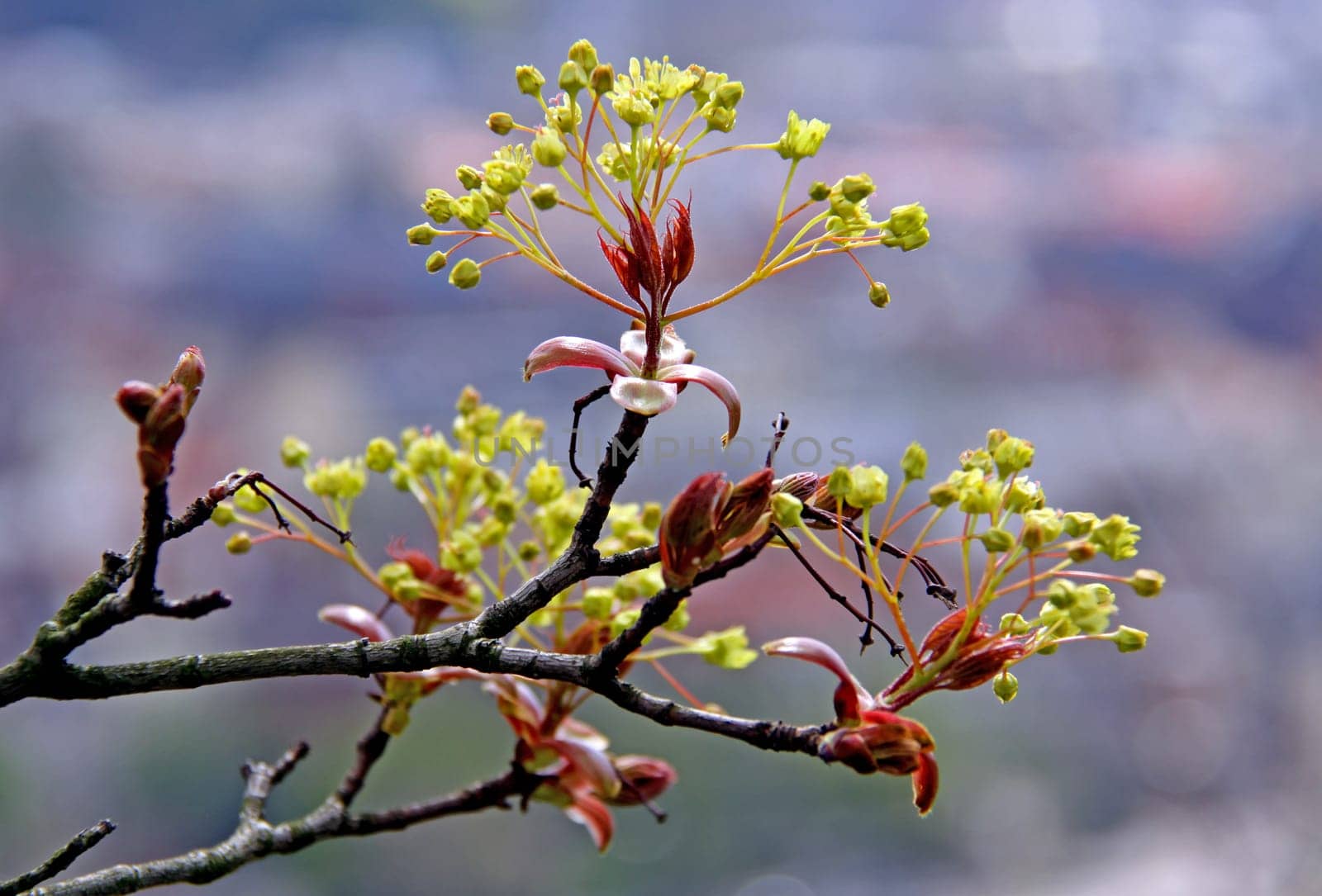 Acer platanoides (Sharp-leaved Maple)