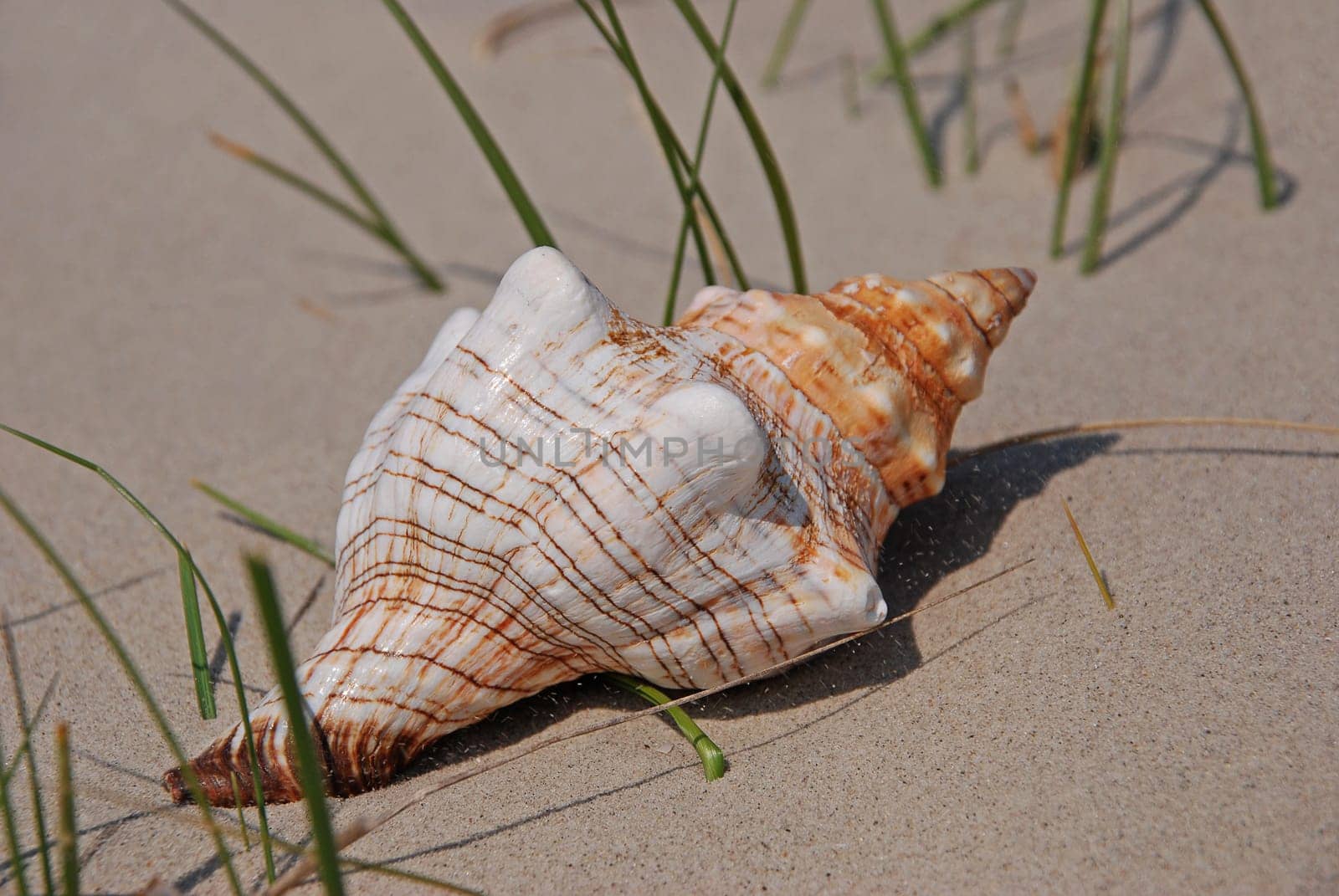 Beach shelter