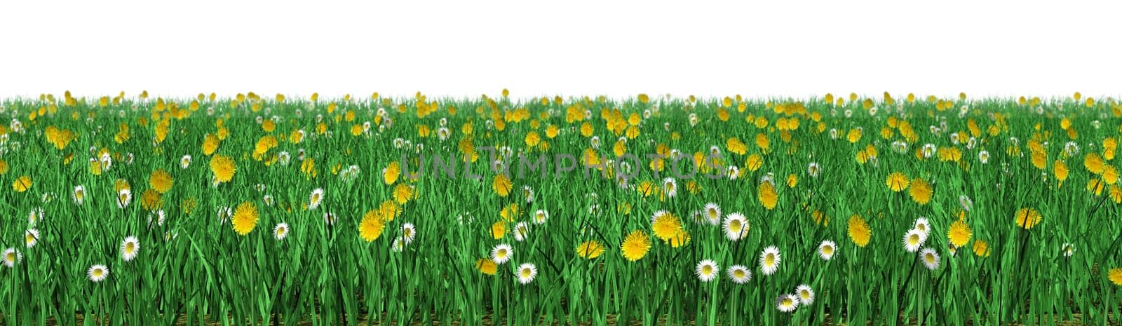 Blooming Meadow - Isolated
